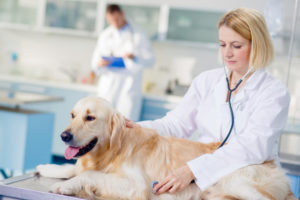 quanto-custa-estudar-medicina-veterinaria-seudinheiro-istock